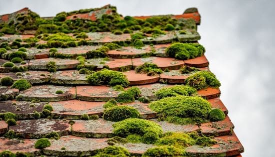 Mousse, lichen et végétation sur les tuiles d'une toiture ancienne